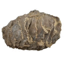 Oyster - Fossil Specimen