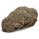Oyster - Fossil Specimen