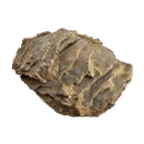 Oyster - Fossil Specimen