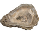 Oyster - Fossil Specimen