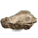 Oyster - Fossil Specimen