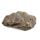 Oyster - Fossil Specimen