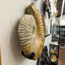 Ammonite - Fossil - Morocco - Mesozoic Era - Spiral