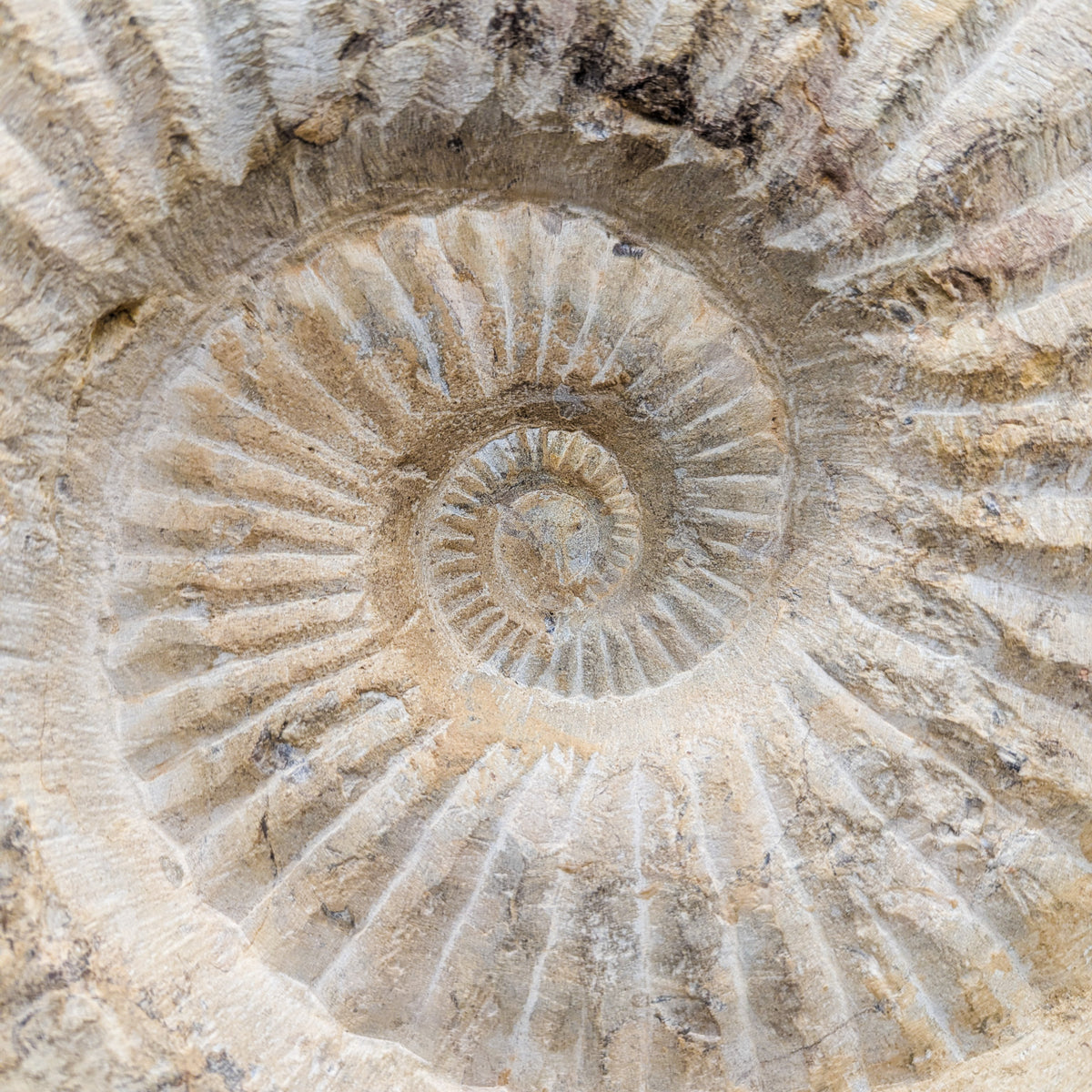 Ammonite on Custom Wall Mount Stand fossil.