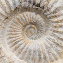 Ammonite - Fossil - Morocco - Mesozoic Era - Spiral