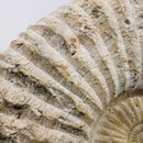 Ammonite - Fossil - Morocco - Mesozoic Era - Spiral
