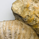 Ammonite - Fossil - Morocco - Mesozoic Era - Spiral