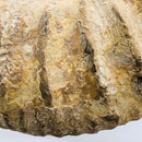 Ammonite - Fossil - Morocco - Mesozoic Era - Spiral