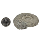 Perisphinctes Ammonite - Fossil - Switzerland - Oxfordian Era