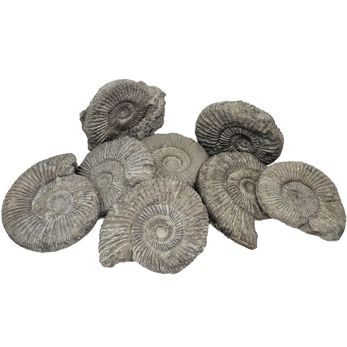 Perisphinctes Ammonite - Fossil - Switzerland - Oxfordian Era
