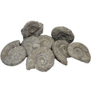 Perisphinctes Ammonite - Fossil - Switzerland - Oxfordian Era