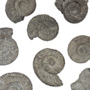 Perisphinctes Ammonite - Fossil - Switzerland - Oxfordian Era