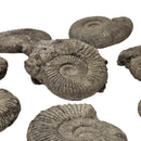 Perisphinctes Ammonite - Fossil - Switzerland - Oxfordian Era