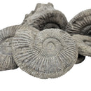 Perisphinctes Ammonite - Fossil - Switzerland - Oxfordian Era
