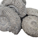 Perisphinctes Ammonite - Fossil - Switzerland - Oxfordian Era