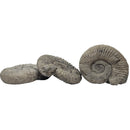 Perisphinctes Ammonite - Fossil - Switzerland - Oxfordian Era