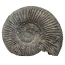 Perisphinctes Ammonite - Fossil - Switzerland - Oxfordian Era