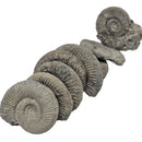 Perisphinctes Ammonite - Fossil - Switzerland - Oxfordian Era