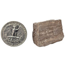 Permineralized Wood - Fossil - Cenozoic Era - Nevada, USA