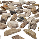 Permineralized Wood - Fossil - Cenozoic Era - Nevada, USA