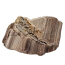 Permineralized Wood - Fossil - Cenozoic Era - Nevada, USA
