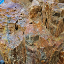 Petrified Wood - Fossil - Statement Specimen