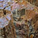 Petrified Wood - Fossil - Statement Specimen