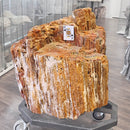 Petrified Wood - Fossil - Statement Specimen
