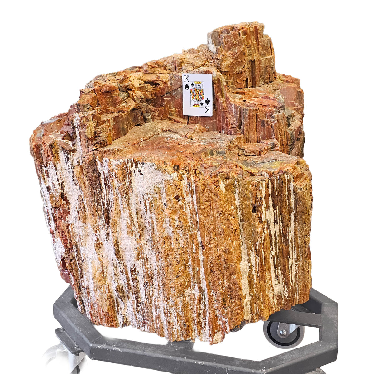 Petrified Wood fossil statement specimen from Petrified Forest, Arizona, USA, Chinle Formation, Late Triassic.