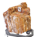 Petrified Wood - Fossil - Statement Specimen