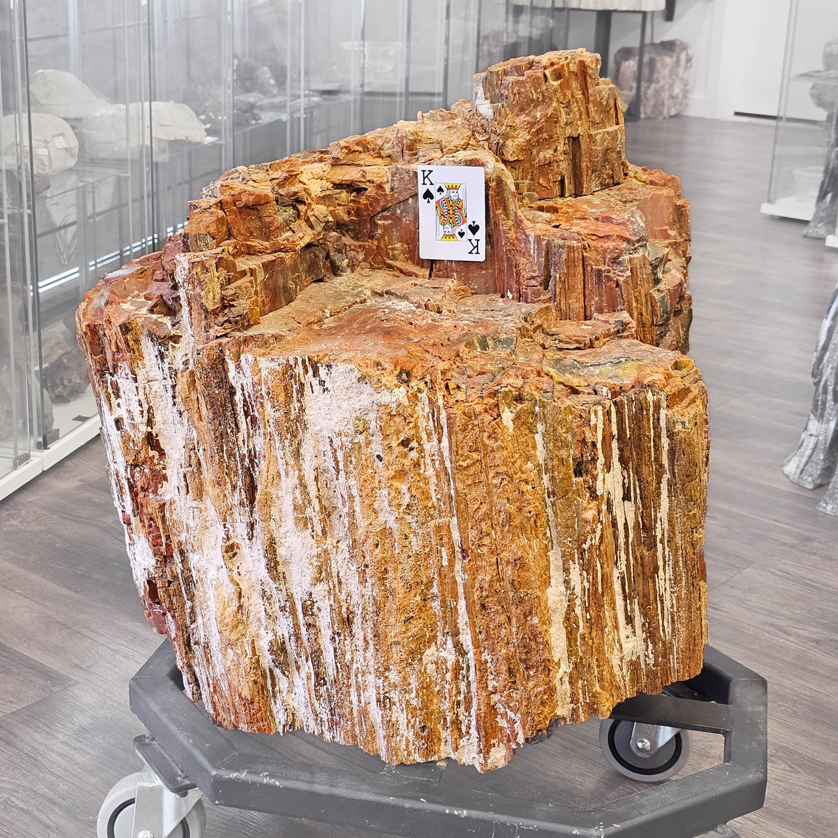 Petrified Wood fossil statement specimen from Petrified Forest, Arizona, USA, Chinle Formation, Late Triassic.