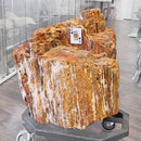 Petrified Wood - Fossil - Statement Specimen