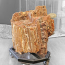 Petrified Wood - Fossil - Statement Specimen