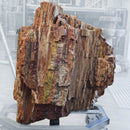 Petrified Wood - Fossil - Statement Specimen