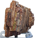 Petrified Wood - Fossil - Statement Specimen