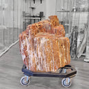 Petrified Wood - Fossil - Statement Specimen