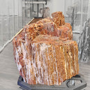 Petrified Wood - Fossil - Statement Specimen