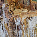 Petrified Wood - Fossil - Statement Specimen