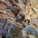 Petrified Wood - Fossil - Statement Specimen