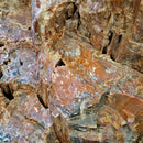 Petrified Wood - Fossil - Statement Specimen