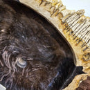 Petrified Wood - Wash Sink - Statement Specimen