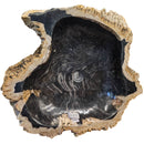 Petrified Wood - Wash Sink - Statement Specimen