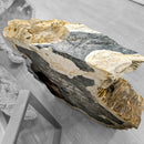 Petrified Wood - Wash Sink - Statement Specimen