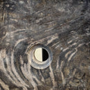 Petrified Wood - Wash Sink - Statement Specimen