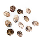 Petrified Wood - Palm Stone - Fossil