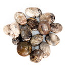 Petrified Wood - Palm Stone - Fossil