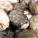 Petrified Wood - Palm Stone - Fossil