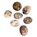 Petrified Wood - Palm Stone - Fossil