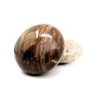 Petrified Wood - Palm Stone - Fossil