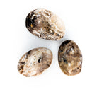 Petrified Wood - Palm Stone - Fossil